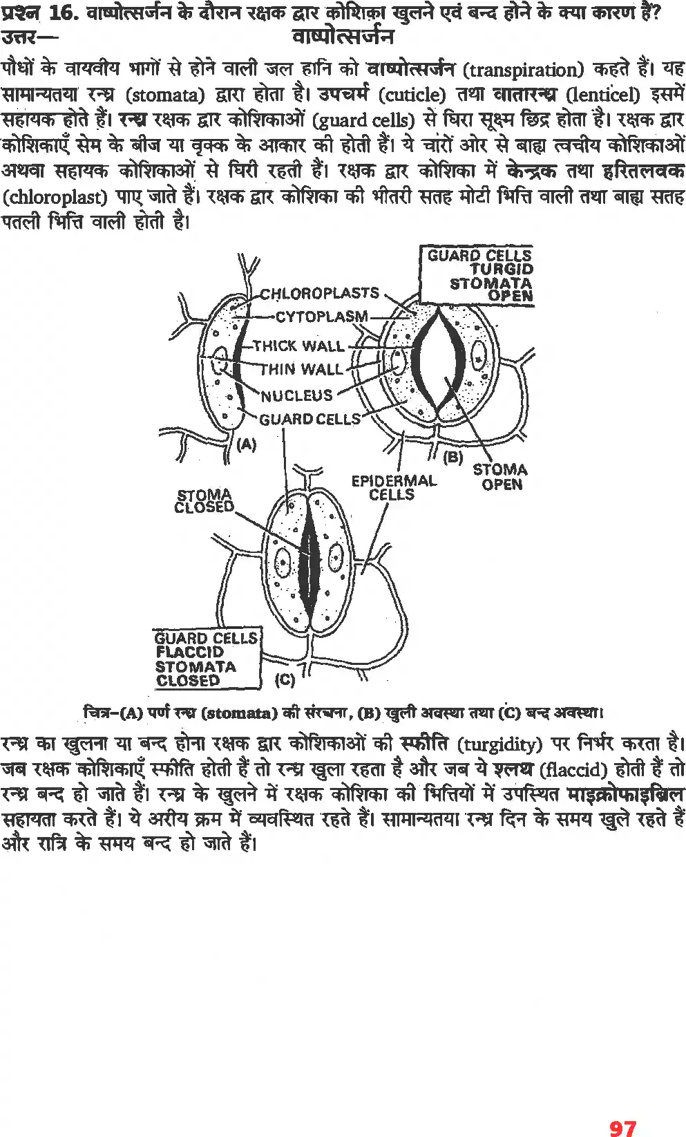UP Board Solution 11 Biology 11. पौधों में परिवहन Image 10