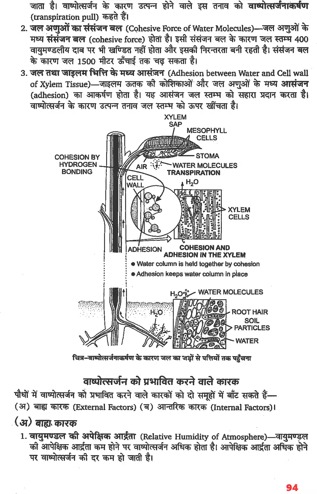 UP Board Solution 11 Biology 11. पौधों में परिवहन Image 7