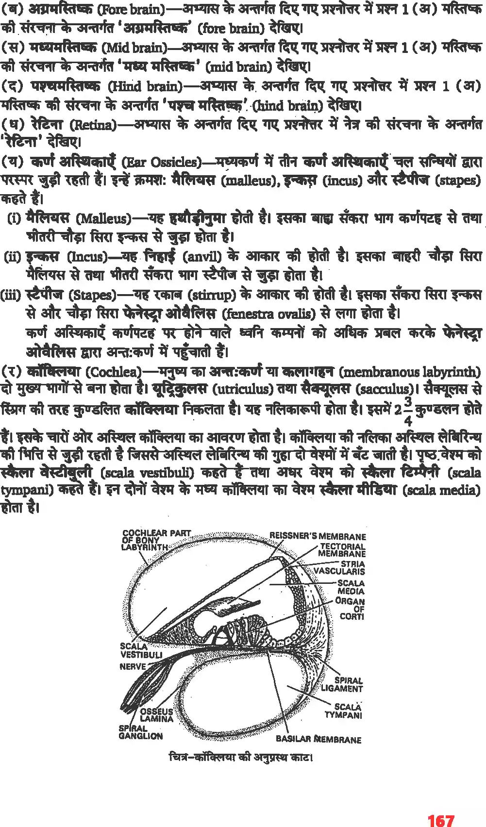 UP Board Solution 11 Biology 21. तंत्रिकीय नियंत्रण एवं समन्वय Image 11