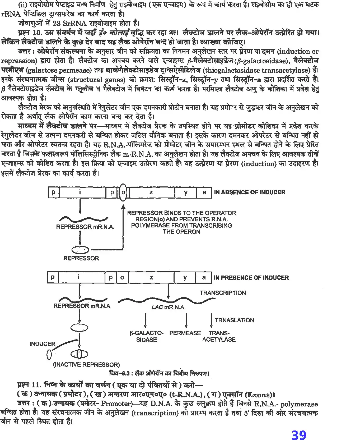 UP Board Solution 12 Biology 6. वंशागति के आण्विक आधार Image 5