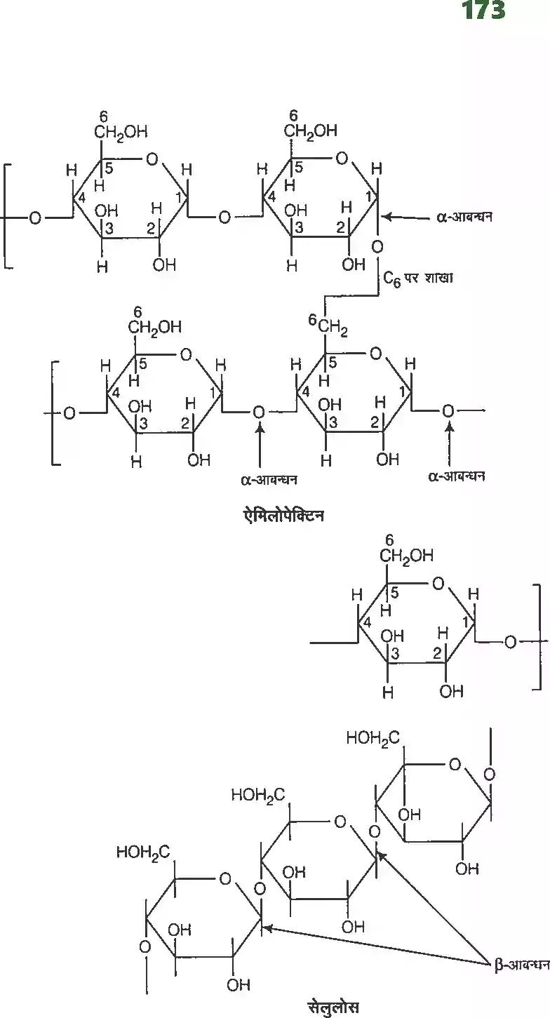 UP Board Solution 12 Chemistry 14. जैव अणु Image 6