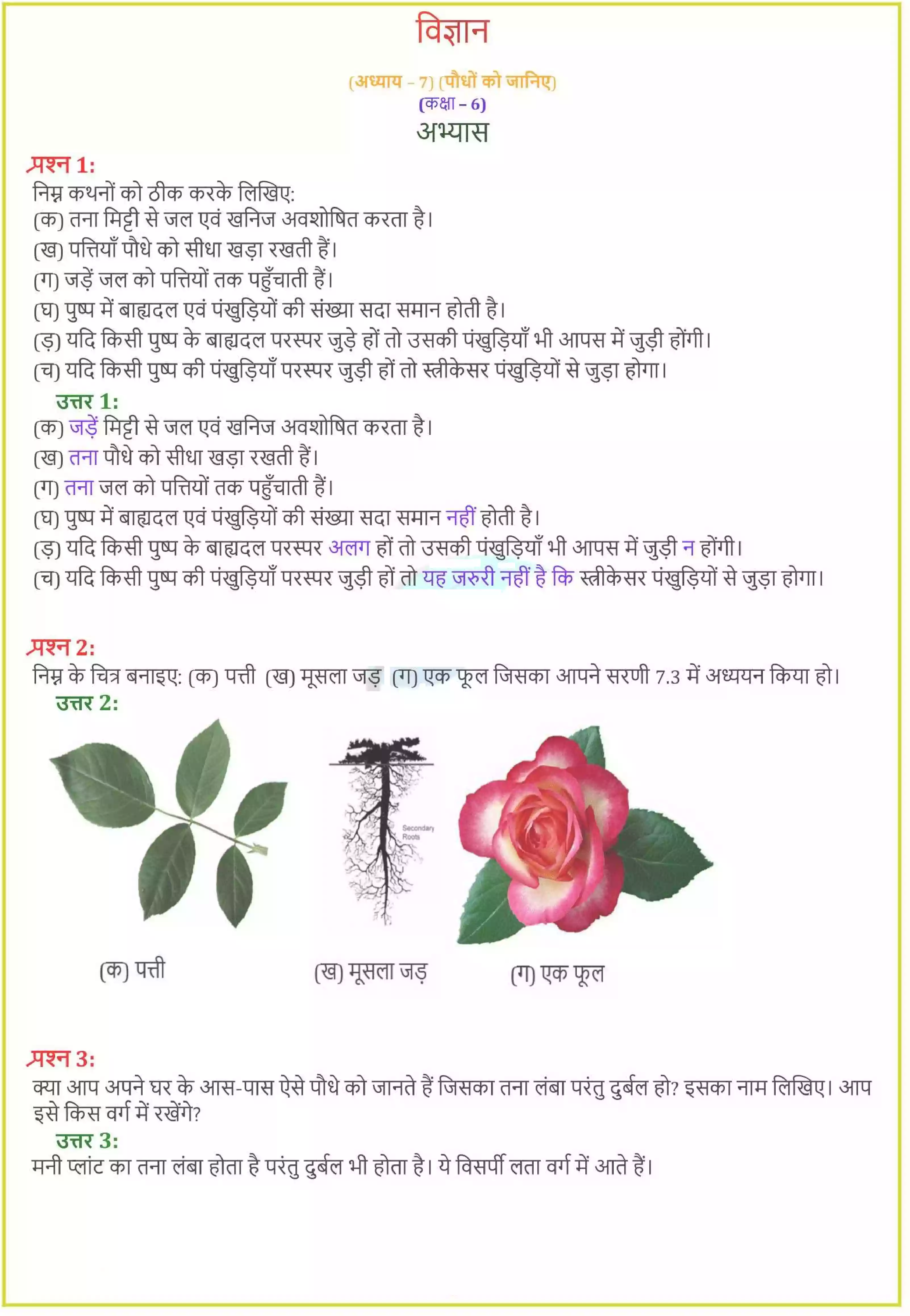 UP Board Solution 6 Science 7. पौधो को जानिए Image 1